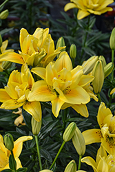 Fata Morgana Lily (Lilium 'Fata Morgana') at Holland Nurseries