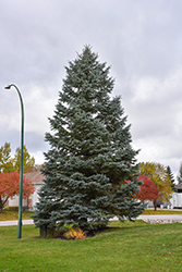 Blue Colorado Spruce (Picea pungens 'var. glauca') at Holland Nurseries